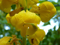 Alata Flower seeds for Planting - Drought Tolerant, Heirloom & GMO Free Seeds for Home Garden