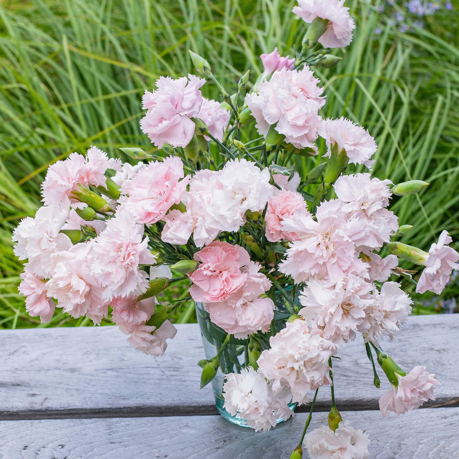 Pink White Carnation Seeds for Planting | Vibrant Annual Flower Seeds for Your Garden