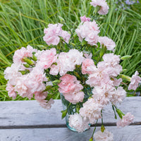 Pink White Carnation Seeds for Planting | Vibrant Annual Flower Seeds for Your Garden