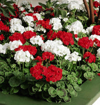 Red & White Geranium Flower seeds for Planting - Vibrant Colors, Heirloom & GMO Free Seeds for Home Garden