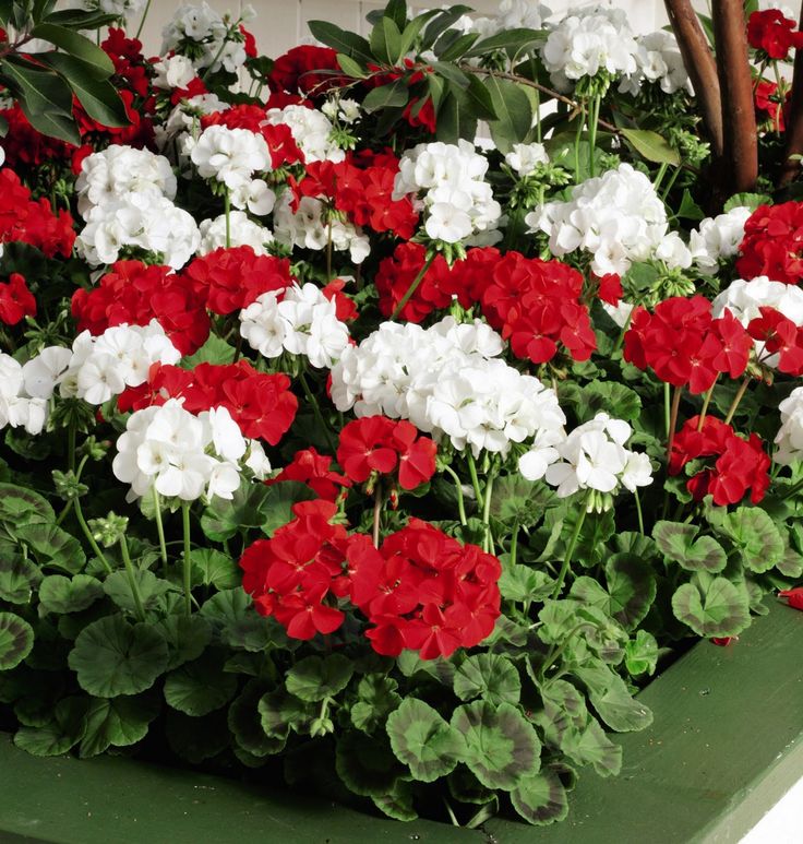 Red White Geraniums Flower seeds for Planting - Seasonal Bloomer, Heirloom & GMO Free Seeds for Home Garden