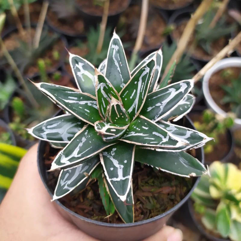 Agave Victoriae Flower seeds for Planting Compact Growth Heirloom & GMO Free Seeds for Home Garden