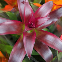 Burgundy Bromeliad Flower seeds for Planting Vibrant Colors Heirloom & GMO Free Seeds for Home Garden