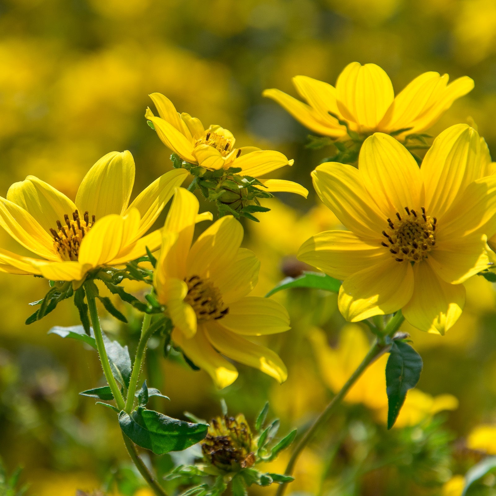 Yellow Bur Marigold Flower seeds for Planting Sun Loving Heirloom & GMO Free Seeds for Home Garden 
 
 Sale