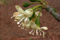 Ceiba Pentandra Flower Seeds  Easy Planting for Tropical Yellow Blooms
