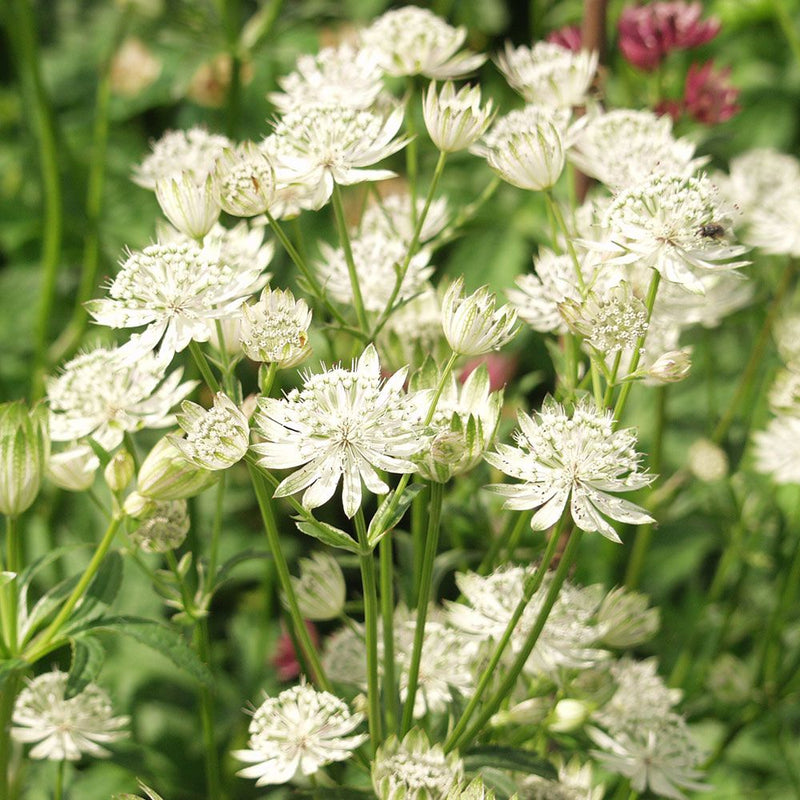 Green White Astrantia Flower seeds for Planting - Low Maintenance, Heirloom & GMO Free Seeds for Home Garden