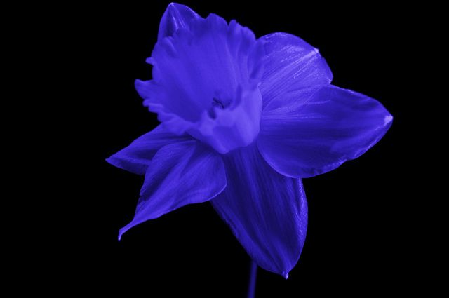 Blue Daffodil Flower seeds for Planting Vibrant Colors Heirloom & GMO Free Seeds for Home Garden