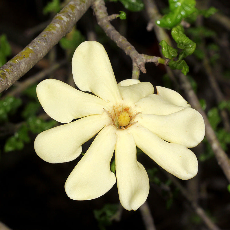 White Volkensii Flower seeds for Planting - Cut Flower Favorite, Heirloom & GMO Free Seeds for Home Garden