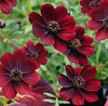Chocolate Perennial Flower seeds for Planting Drought Tolerant Heirloom & GMO Free Seeds for Home Garden