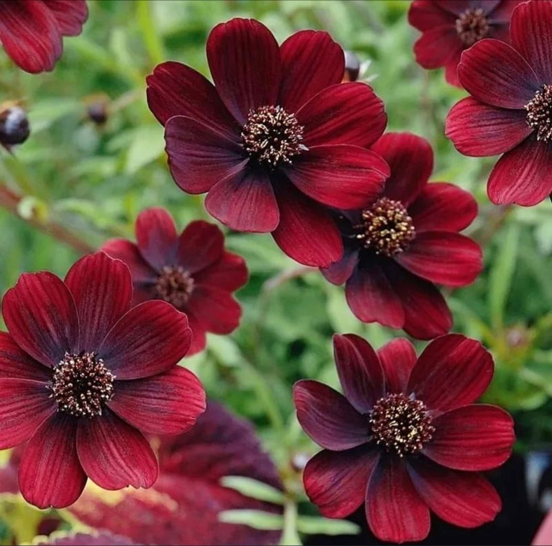 Chocolate Perennial Flower seeds for Planting Drought Tolerant Heirloom & GMO Free Seeds for Home Garden
