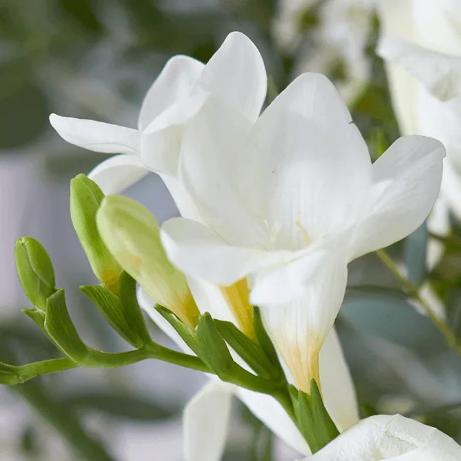 Freesia Flower seeds for Planting - Compact Growth, Heirloom & GMO Free Seeds for Home Garden