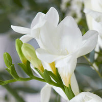 Freesia Flower seeds for Planting - Compact Growth, Heirloom & GMO Free Seeds for Home Garden