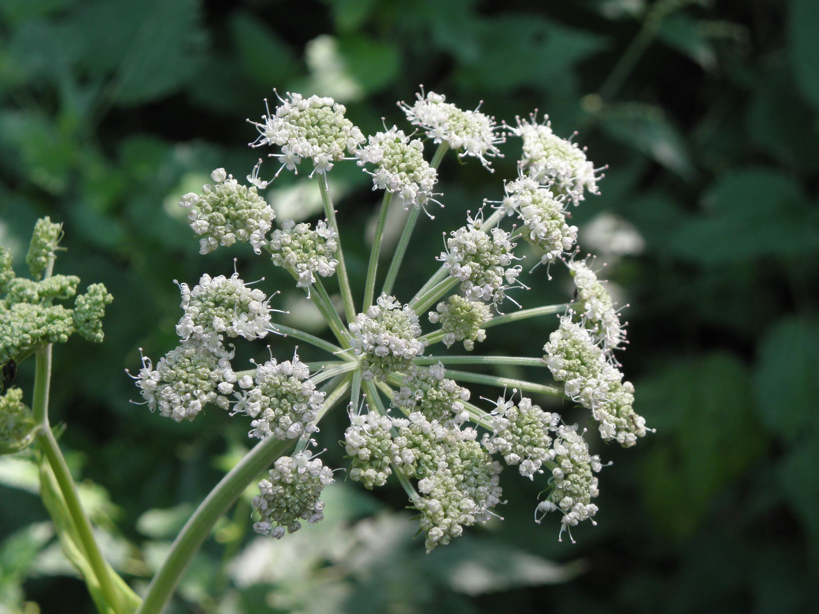 Aegopodium Podagraria Flower seeds for Planting Shade Tolerant Heirloom & GMO Free Seeds for Home Garden 
 
 Sale