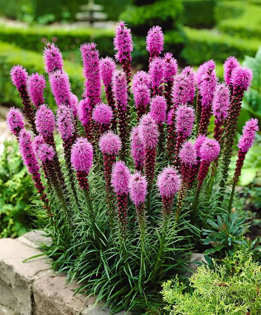 Purple Liatris Flower seeds for Planting Bright Blooms Heirloom & GMO Free Seeds for Home Garden 
 
 Sale