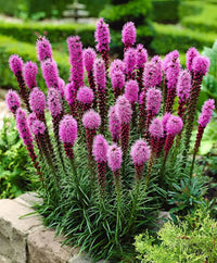 Purple Liatris Flower seeds for Planting Bright Blooms Heirloom & GMO Free Seeds for Home Garden 
 
 Sale