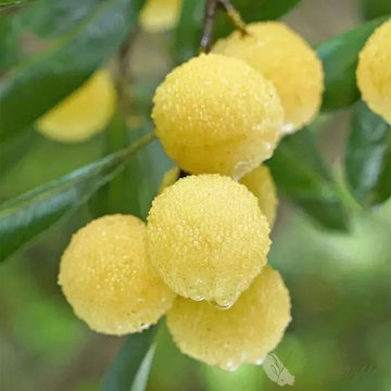 Plant Yellow Bayberry Fruit Seeds