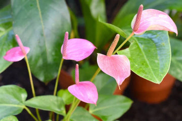 Anthurium (Anthurium Flower) seeds for planting in home garden