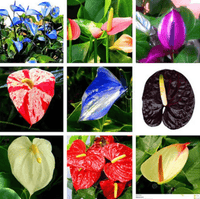 Anthurium Seeds for Vibrant Flowering Plants