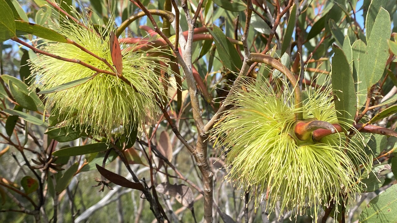 Eucalyptus Lehmannii Flower seeds for Planting Easy to Grow Heirloom & GMO Free Seeds for Home Garden