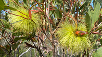 Eucalyptus Lehmannii Flower seeds for Planting Easy to Grow Heirloom & GMO Free Seeds for Home Garden