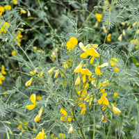 Yellow Sesbania Aculeata Plant Seeds Planting Guide