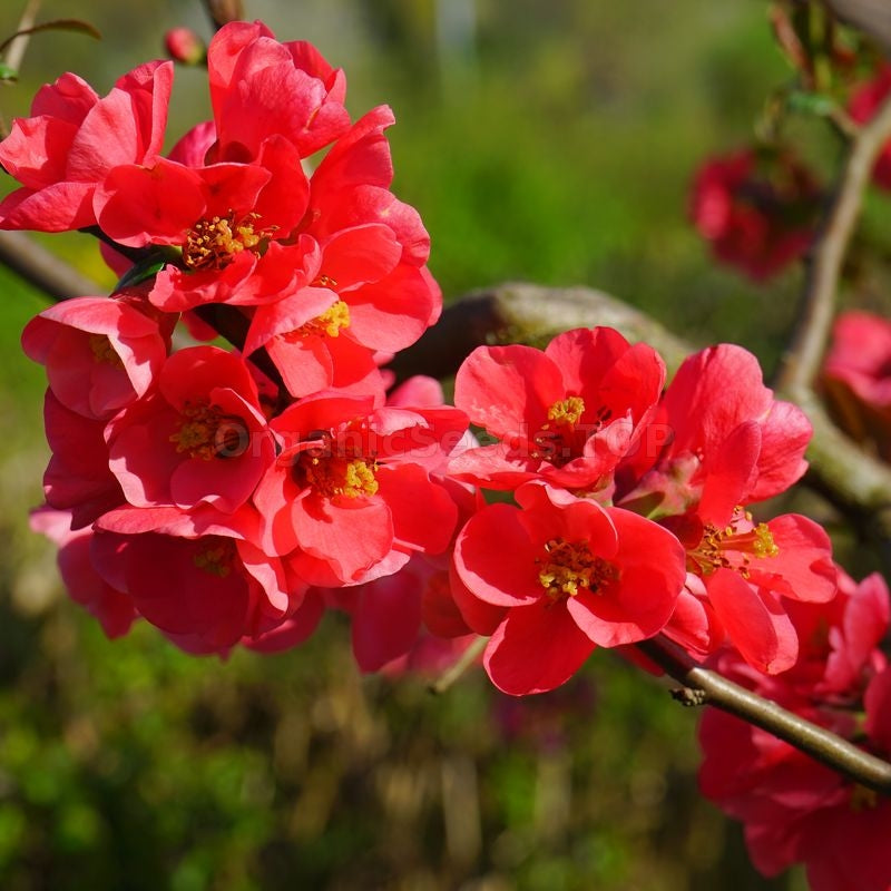 Red Chaenomeles Flower seeds for Planting - Perfect for Borders, Heirloom & GMO Free Seeds for Home Garden
