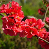 Red Chaenomeles Flower seeds for Planting - Perfect for Borders, Heirloom & GMO Free Seeds for Home Garden