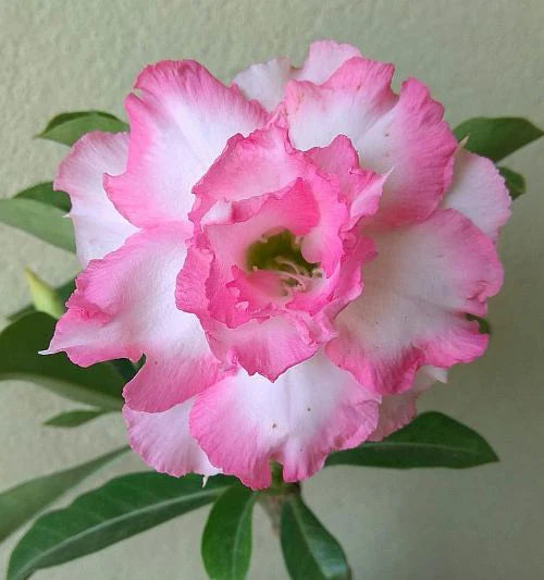 Pink Adenium Flower seeds for Planting Low Maintenance Heirloom & GMO Free Seeds for Home Garden 
 
 Sale