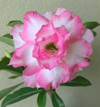 Pink Adenium Flower seeds for Planting Low Maintenance Heirloom & GMO Free Seeds for Home Garden 
 
 Sale