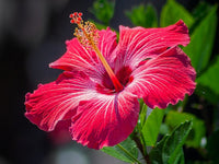 Red Purple Hibiscus Flower Seeds for Planting Cut Flower Favorite Heirloom & GMO Free Seeds for Home Garden
 
 Sale