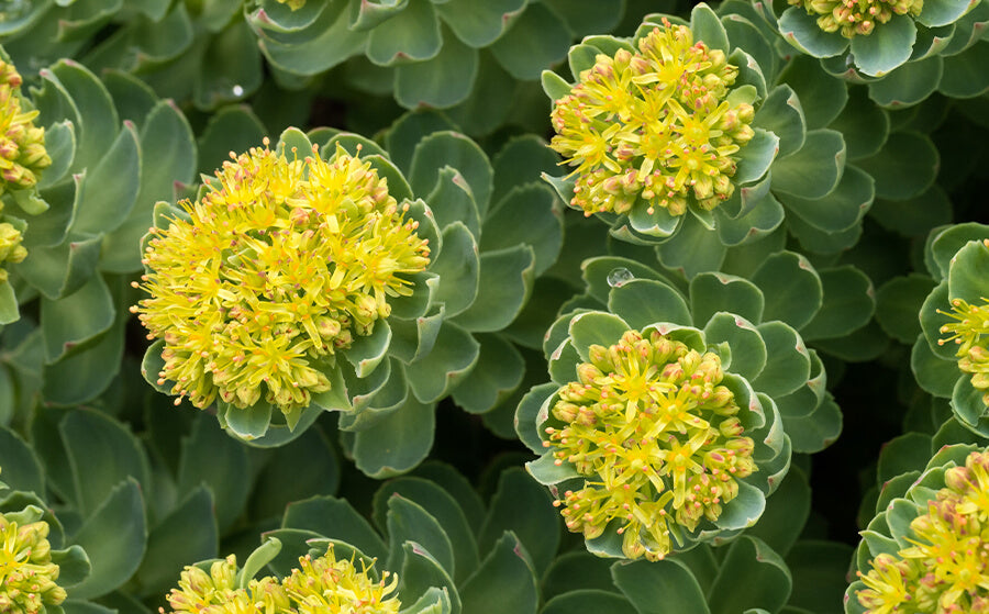 Green Rhodiola Rosea Flower seeds for Planting - Hardy Variety, Heirloom & GMO Free Seeds for Home Garden