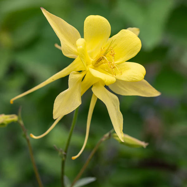 Akelei Pflanze Flower seeds for Planting - Sun Loving, Heirloom & GMO Free Seeds for Home Garden