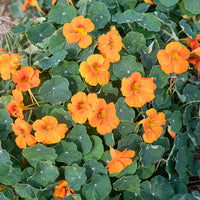 Orange Nasturtium Flower seeds for Planting - Fragrant Blossoms, Heirloom & GMO Free Seeds for Home Garden