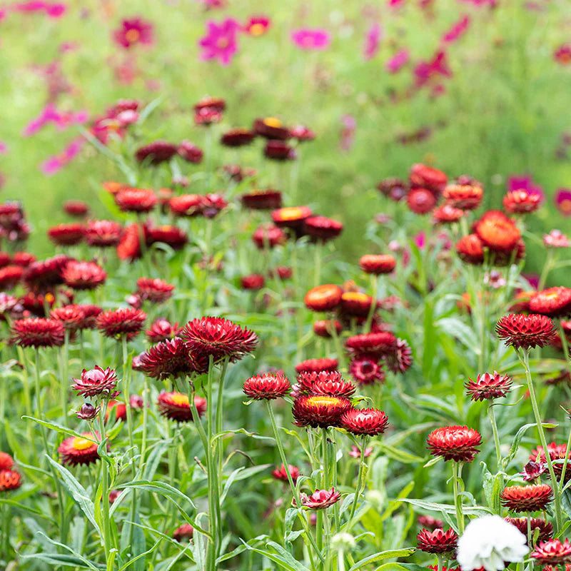 Red StrawFlower seeds for Planting Colorful Display Heirloom & GMO Free Seeds for Home Garden 
 
 Sale