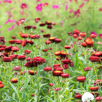 Red StrawFlower seeds for Planting Colorful Display Heirloom & GMO Free Seeds for Home Garden 
 
 Sale