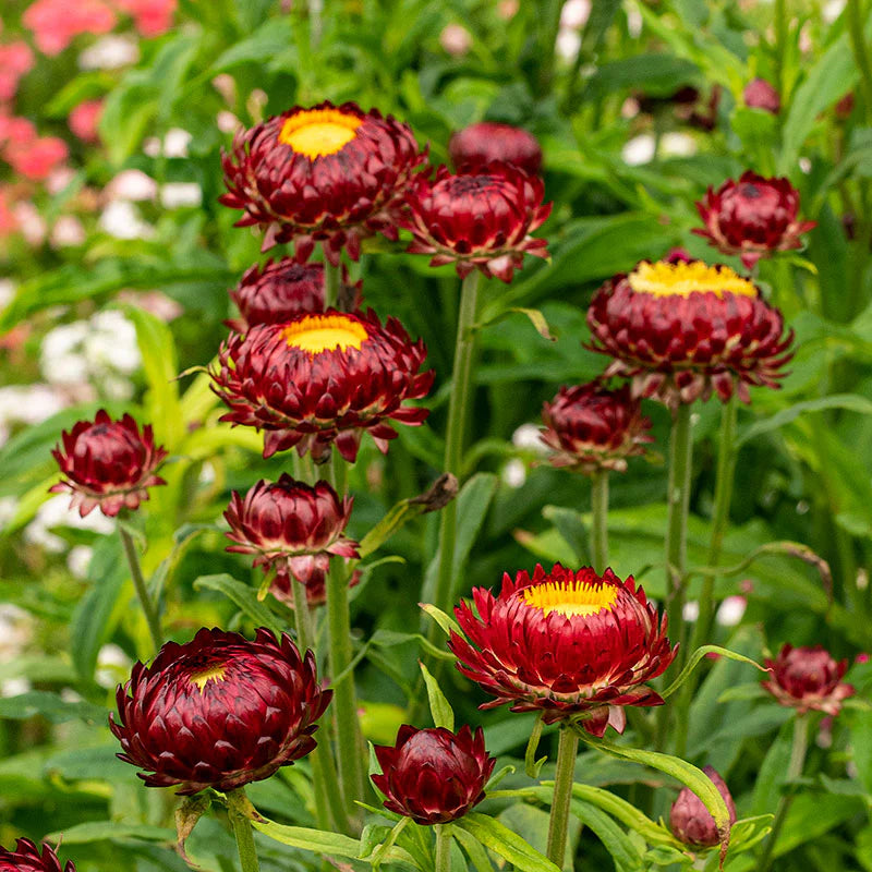 Red-Yellow Straw Flower seeds for Planting - Bright Blooms, Heirloom & GMO Free Seeds for Home Garden