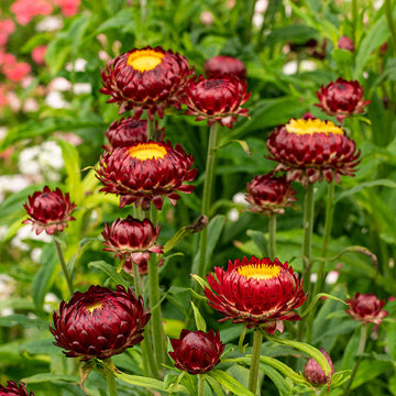 Red-Yellow Straw Flower seeds for Planting - Bright Blooms, Heirloom & GMO Free Seeds for Home Garden