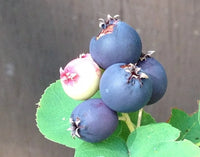 Saskatoon Fruit Seeds for Planting - Grow Your Own Berries