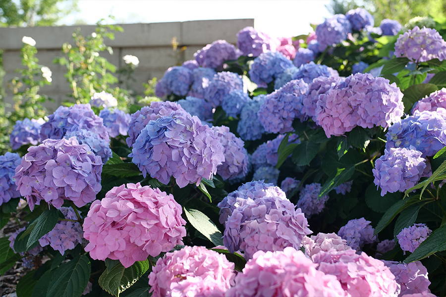 Pink Hydrangea Flower seeds for Planting - Cottage Garden Essential, Heirloom & GMO Free Seeds for Home Garden