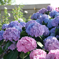 Pastel Rainbow Hydrangea Flower seeds for Planting - Long Bloom Season, Heirloom & GMO Free Seeds for Home Garden