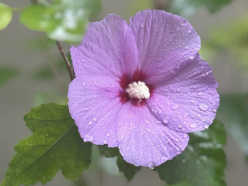 Violet Hibiscus Flower seeds for Planting - Pollinator Friendly, Heirloom & GMO Free Seeds for Home Garden