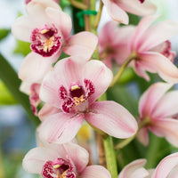 Cymbidium Orchid Flower Seeds for Planting  Seeds for Cultivating Beautiful Blooms in Your Garden