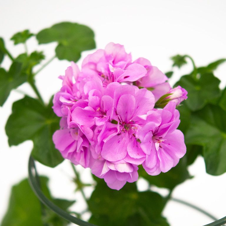 Violet Climbing Geranium Seeds for Planting  Enhance Your Garden
