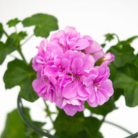 Violet Climbing Geranium Seeds for Planting  Enhance Your Garden