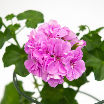 Violet Climbing Geranium Seeds for Planting  Enhance Your Garden