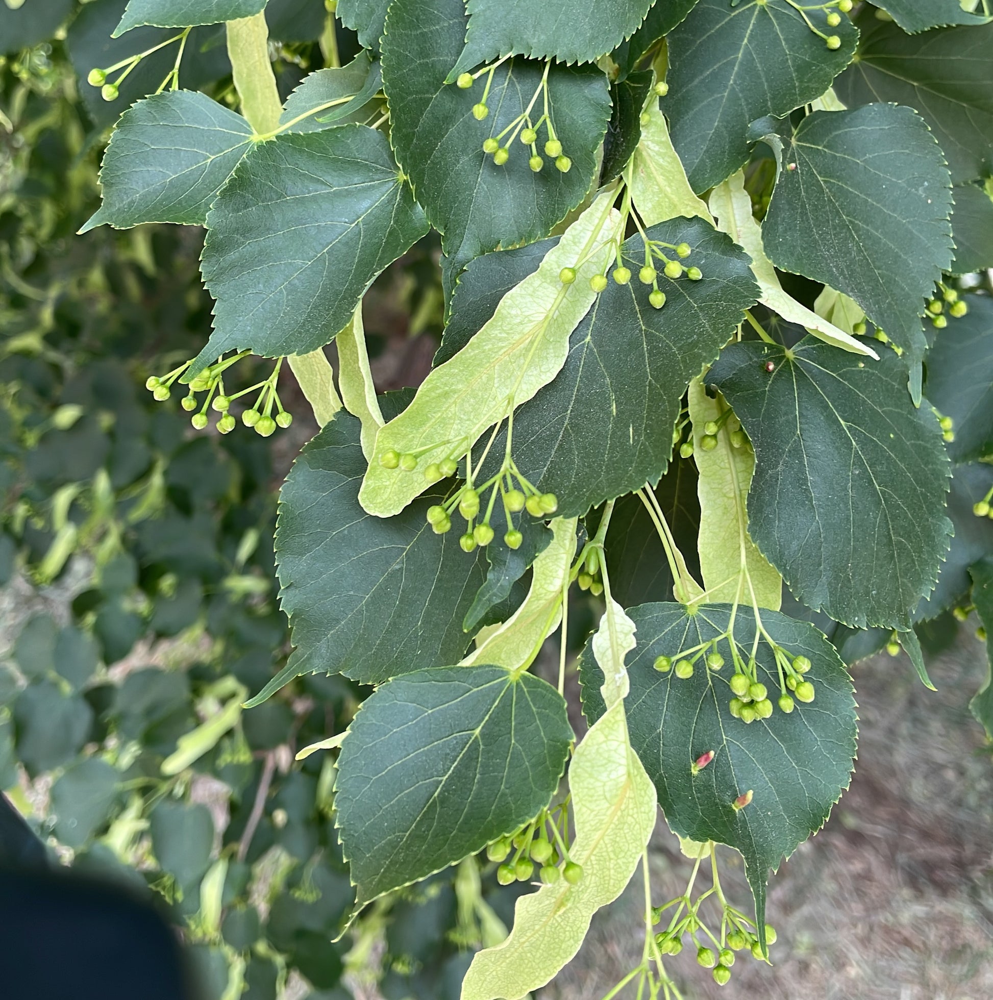 Plant American Basswood Seeds  Ideal for Gardening