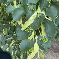 Plant American Basswood Seeds  Ideal for Gardening