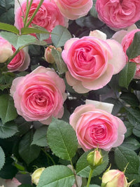 Pink Lonza Gemstone Flower Seeds for Planting – Heirloom, Non-GMO, Sun-Loving Garden Seeds