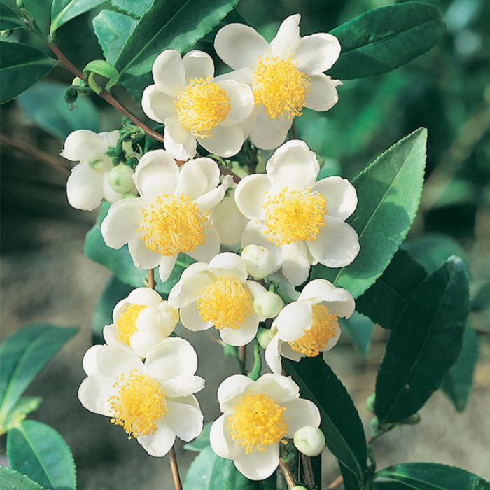 Camellia Sinensis Flower seeds for Planting - Hardy Variety, Heirloom & GMO Free Seeds for Home Garden
