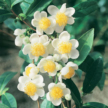 Camellia Sinensis Flower seeds for Planting - Hardy Variety, Heirloom & GMO Free Seeds for Home Garden